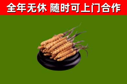 宜君县回收散虫草