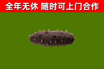 宜君县回收海参干